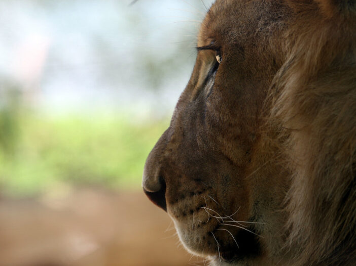 Aslan, The Greatest Lion from Narnia, representing Jesus from the Christian story