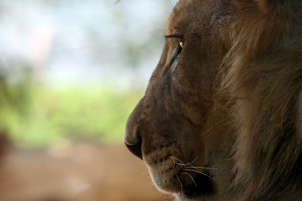 Aslan, The Greatest Lion from Narnia, representing Jesus from the Christian story