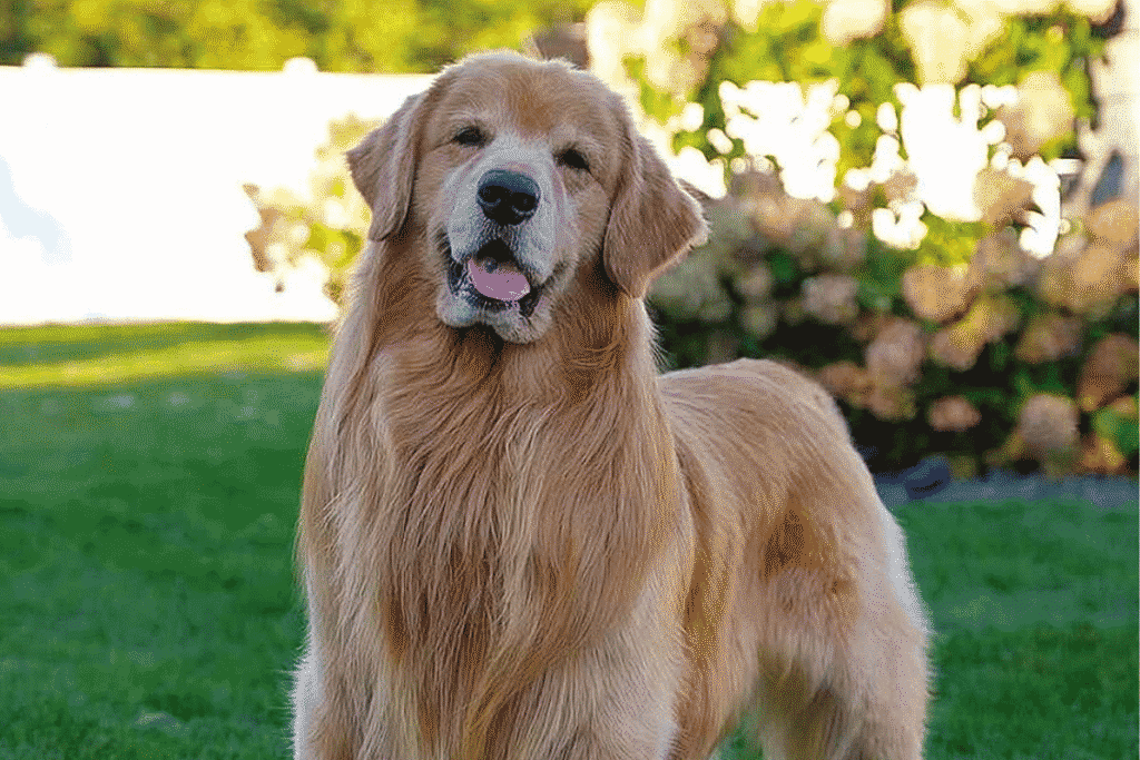 Tucker Budzyn tribute showing the beloved golden retriever standing outdoors on the grass