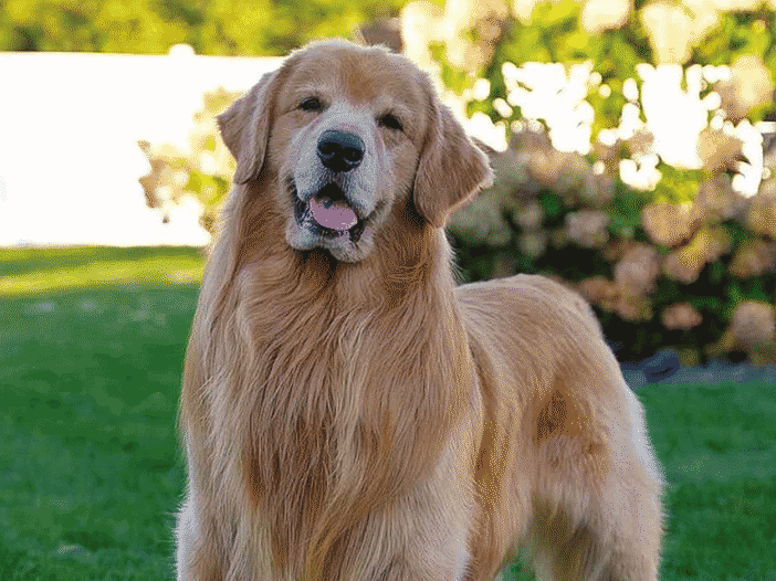 Tucker Budzyn tribute showing the beloved golden retriever standing outdoors on the grass