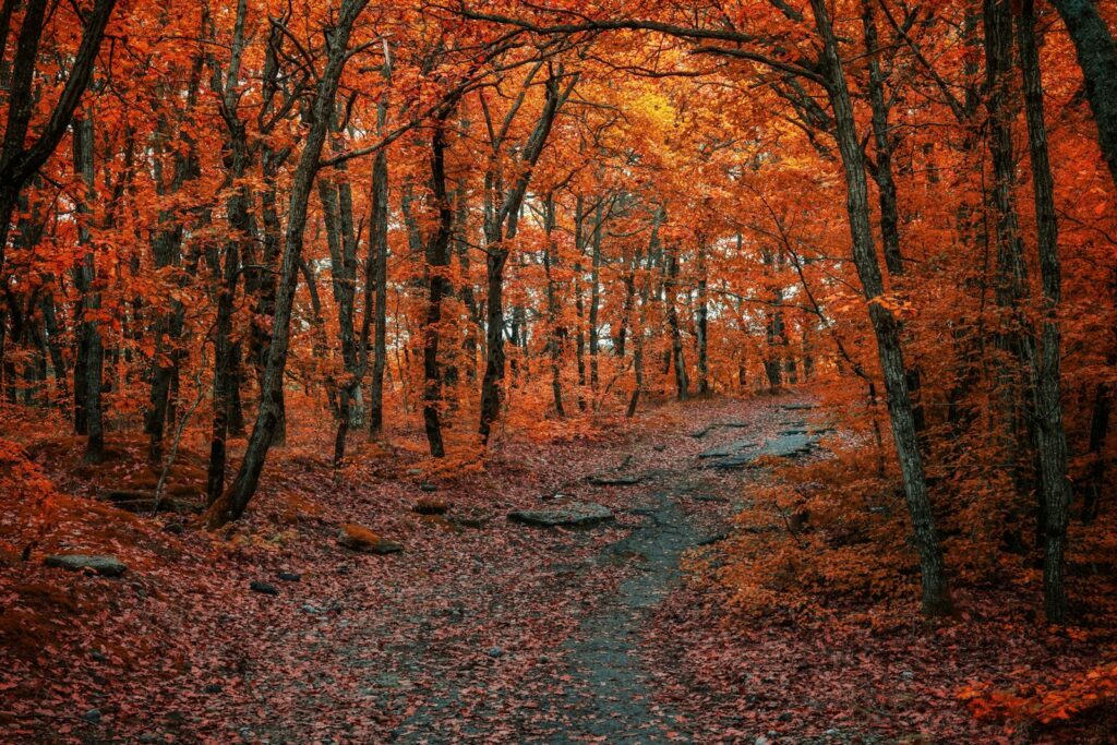 Winding autumn path through bright orange trees for October motivation quotes about fresh starts and progress.