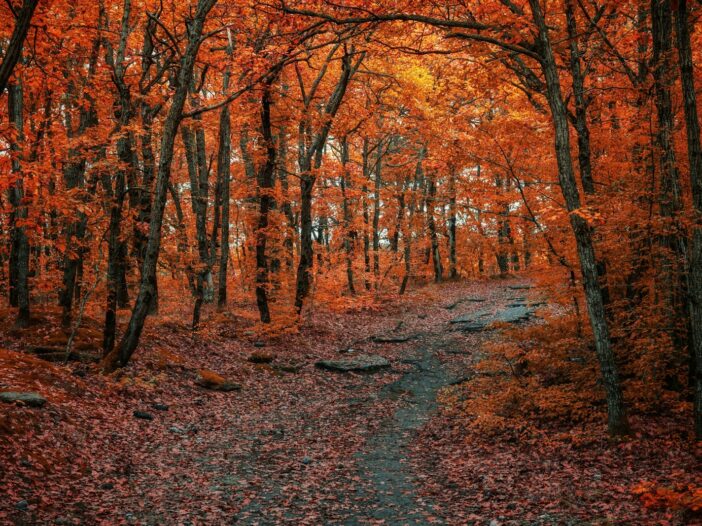 Winding autumn path through bright orange trees for October motivation quotes about fresh starts and progress.