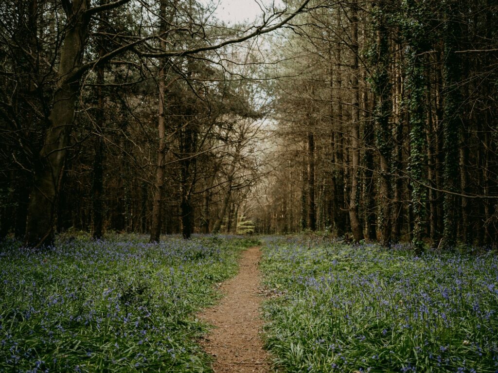 A narrow woodland path winds through shaded trees toward clearing