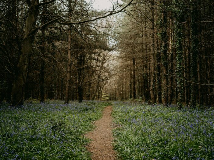 A narrow woodland path winds through shaded trees toward clearing