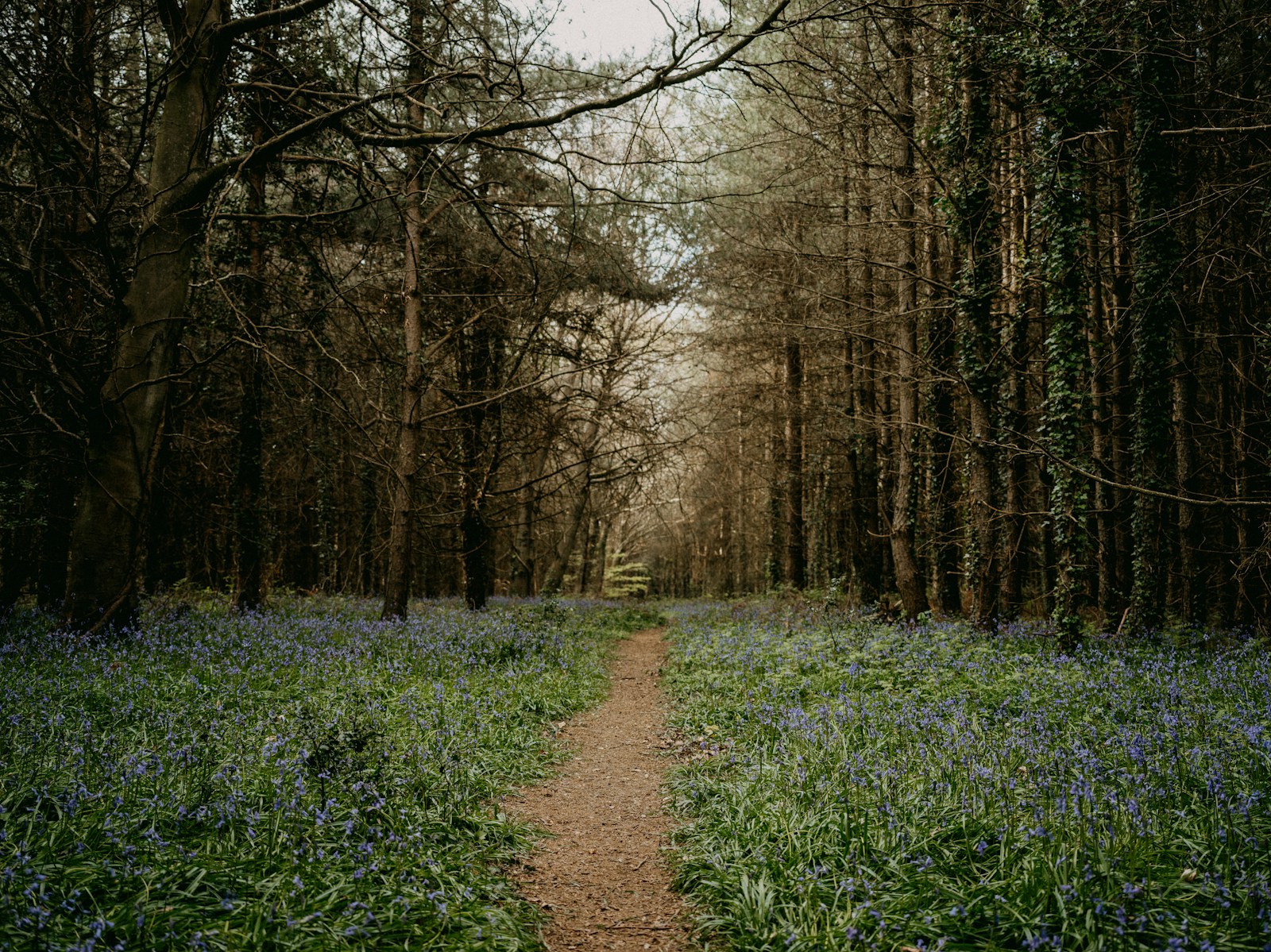 A narrow woodland path winds through shaded trees toward clearing