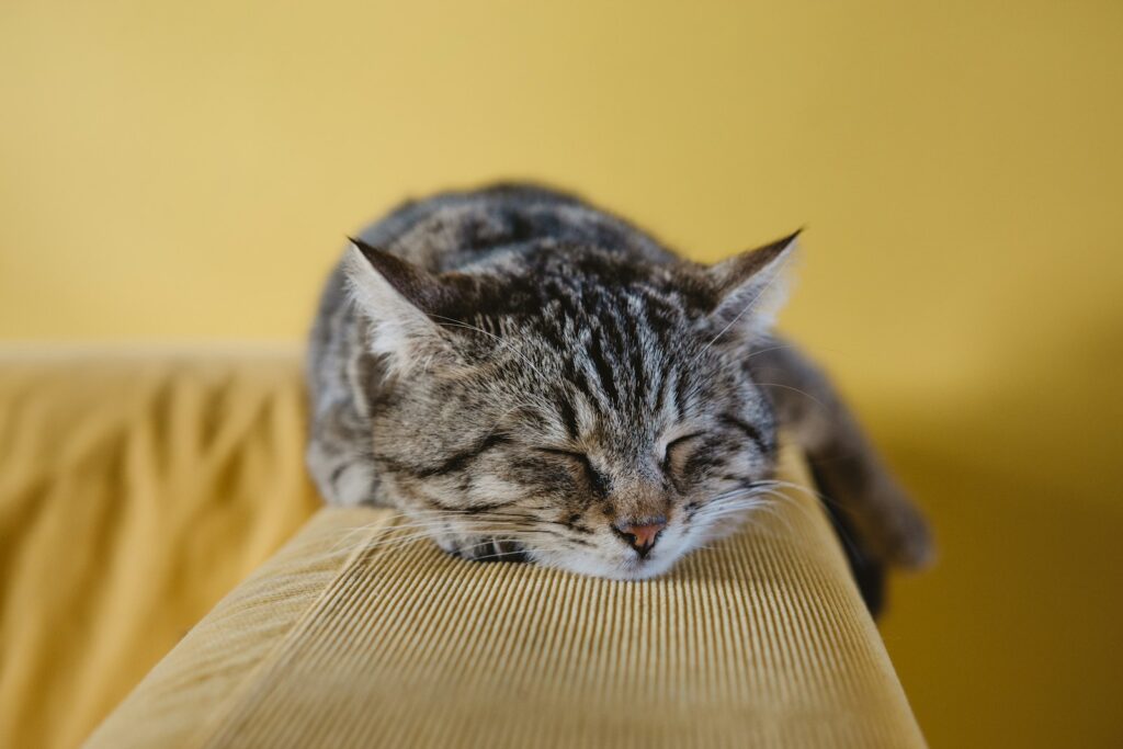 shallow focus photography of brown tabby cat on couch