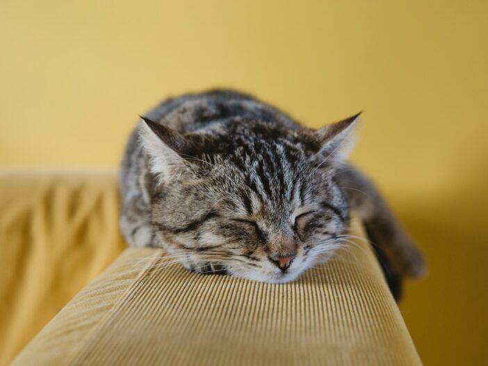 shallow focus photography of brown tabby cat on couch