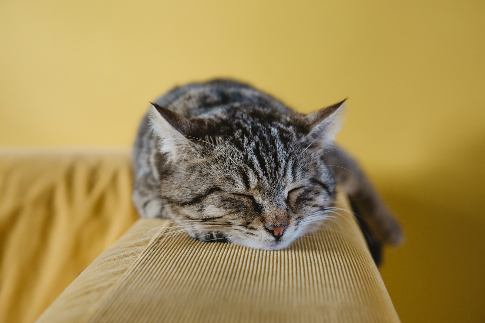 shallow focus photography of brown tabby cat on couch