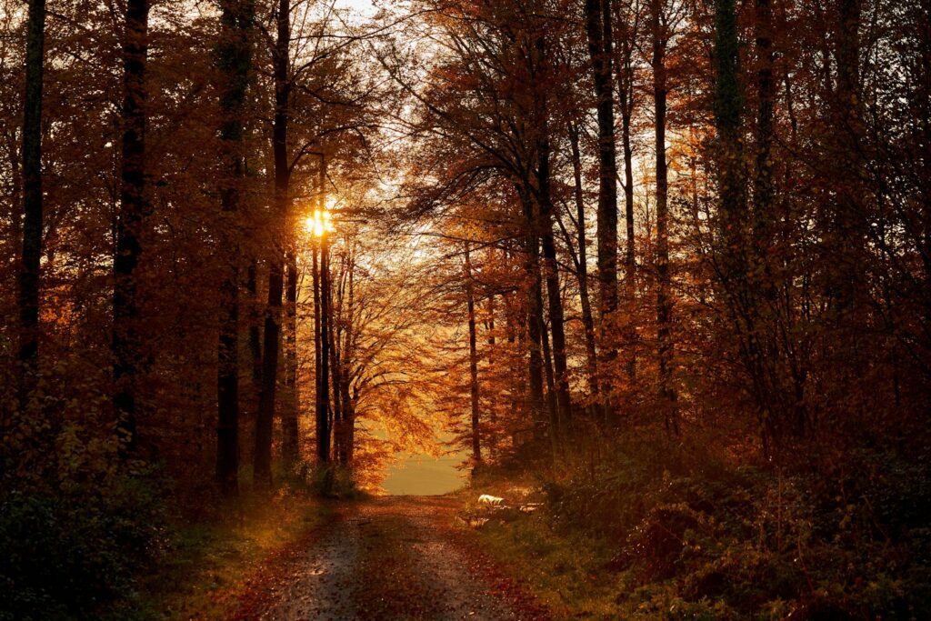 A dirt path through a forest with autumn leaves and low golden light, to represent November inspiration quotes
