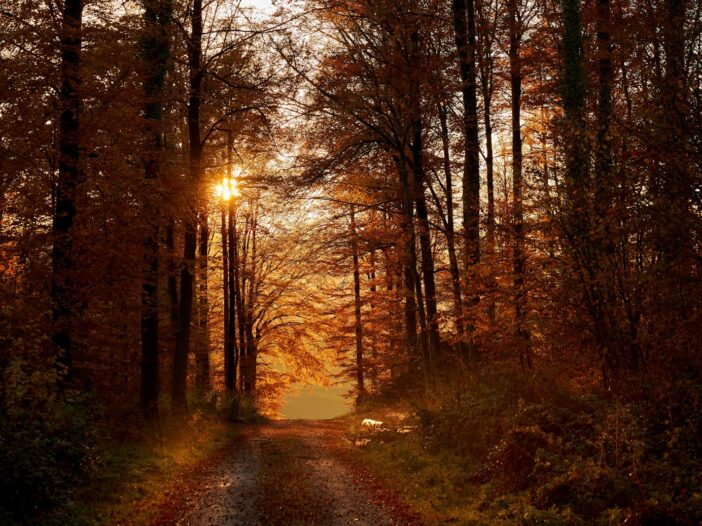 A dirt path through a forest with autumn leaves and low golden light, to represent November inspiration quotes